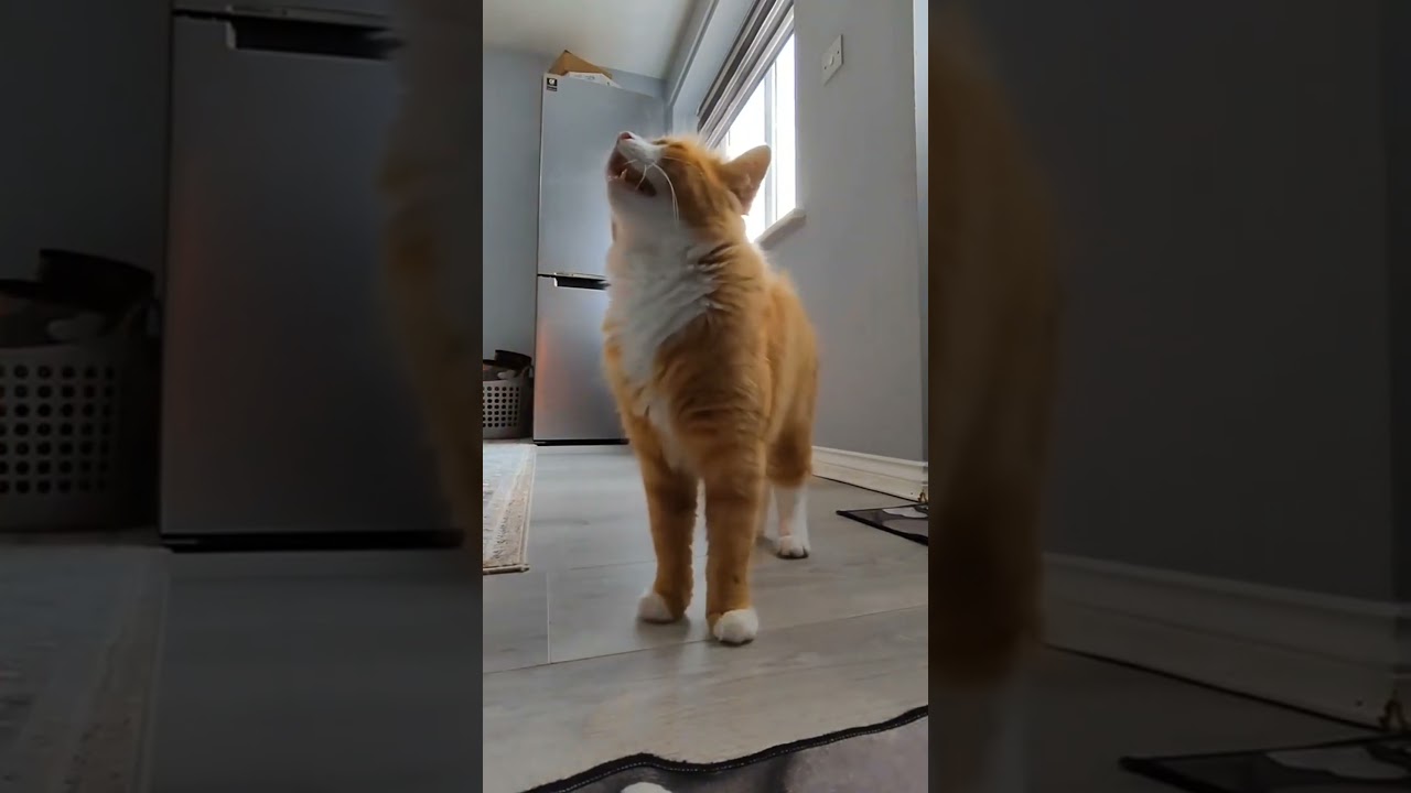 El increíble estallido de energía de este gato viral