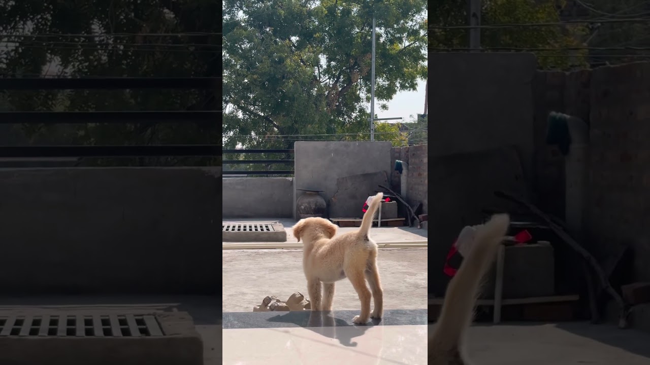 El conmovedor inicio de un pequeño Golden que roba suspiros