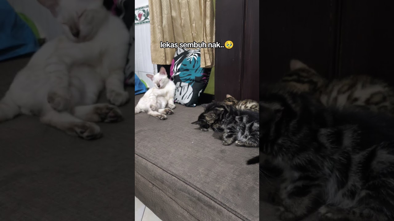El conmovedor proceso de sanación de un pequeño leopardo