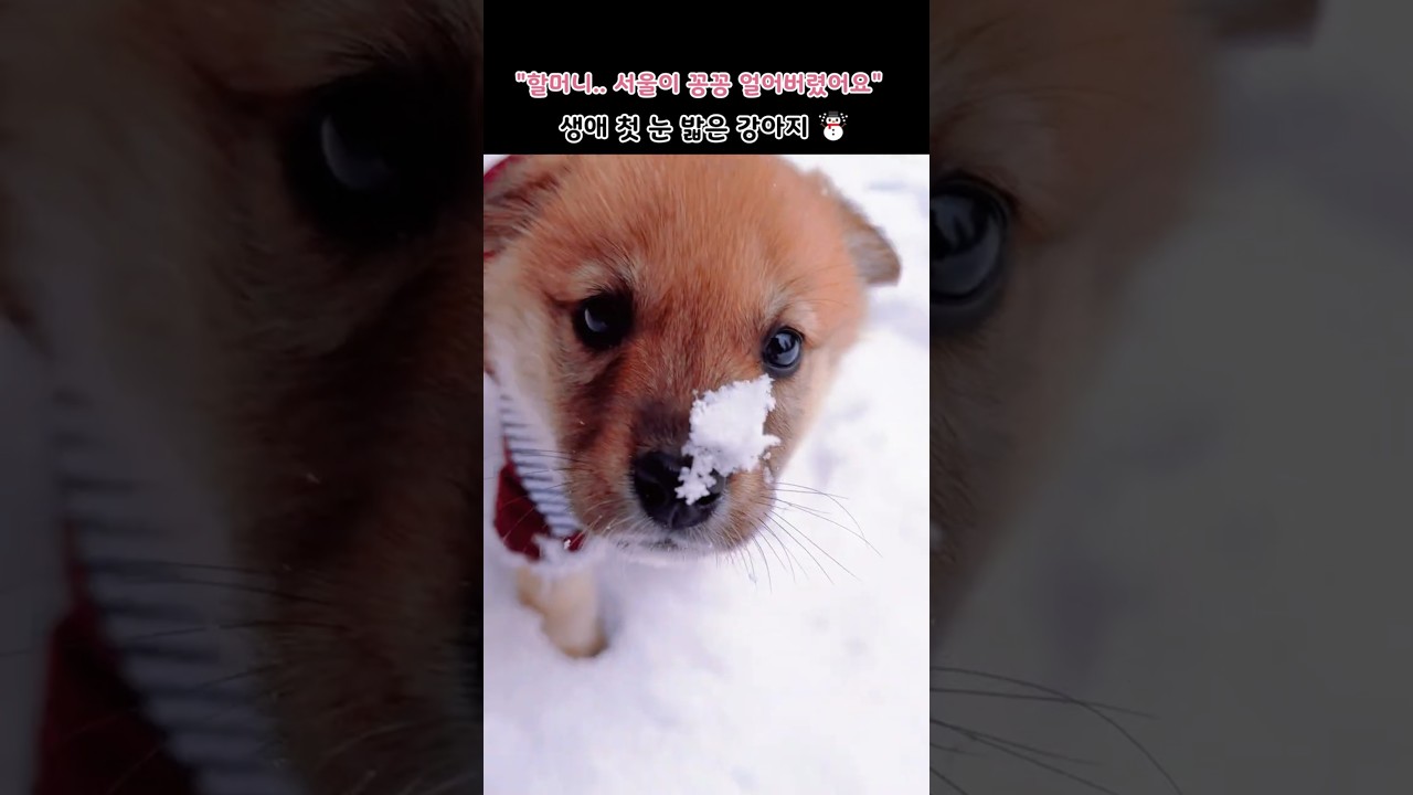 El conmovedor primer encuentro de un Firulais con la nieve