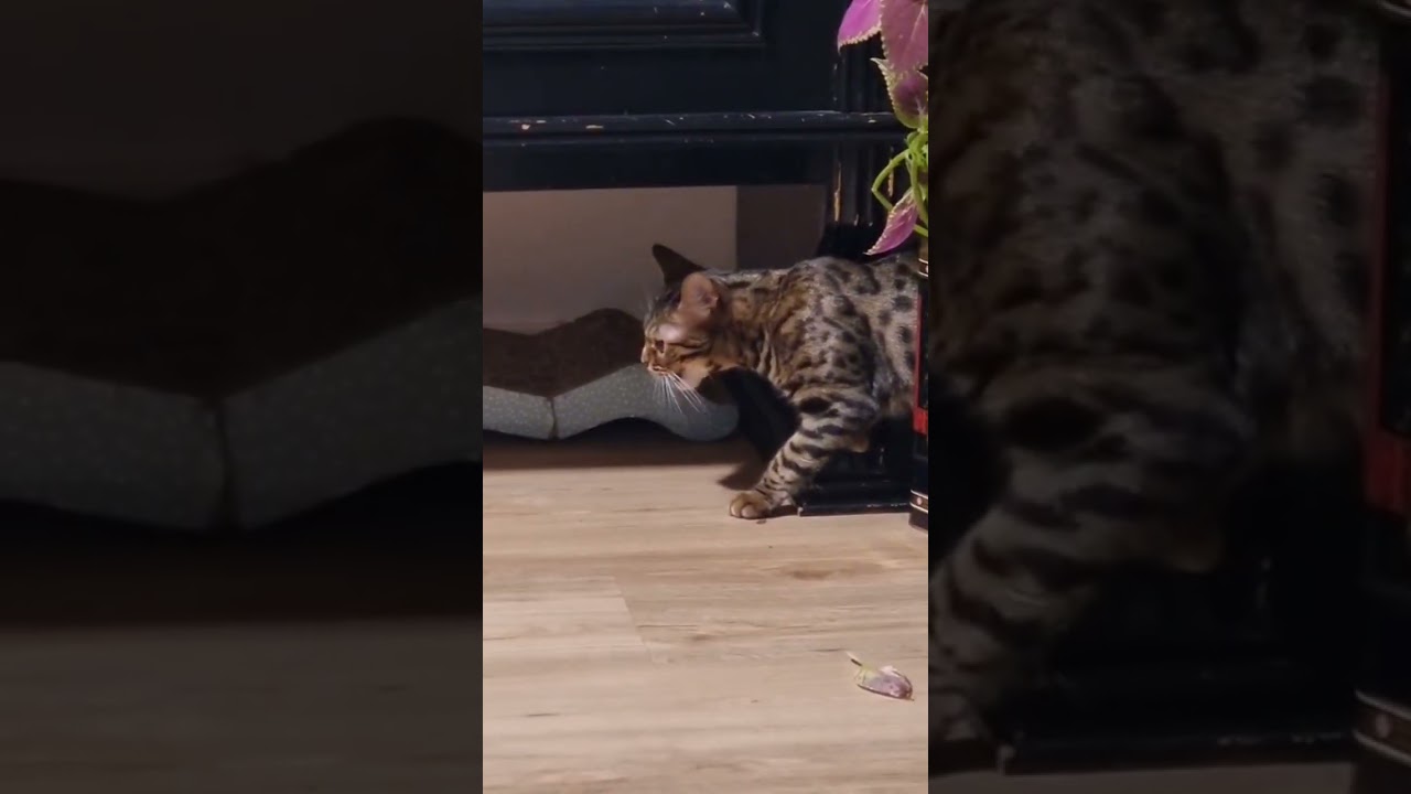 La inquebrantable frontera de un gato Bengalí ante visitas