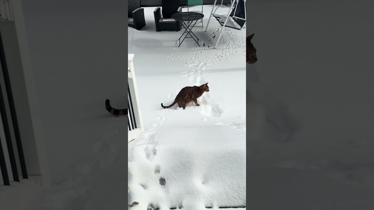 La increíble reacción de un gato bengalí al tocar la nieve