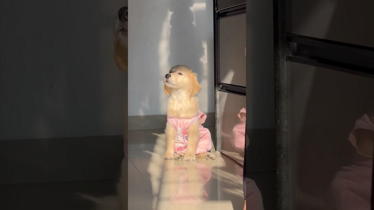 El increíble desafío de un cachorro frente a lo inesperado