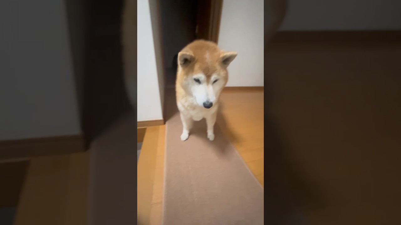 El increíble ritual de belleza de este Shiba conquista las redes