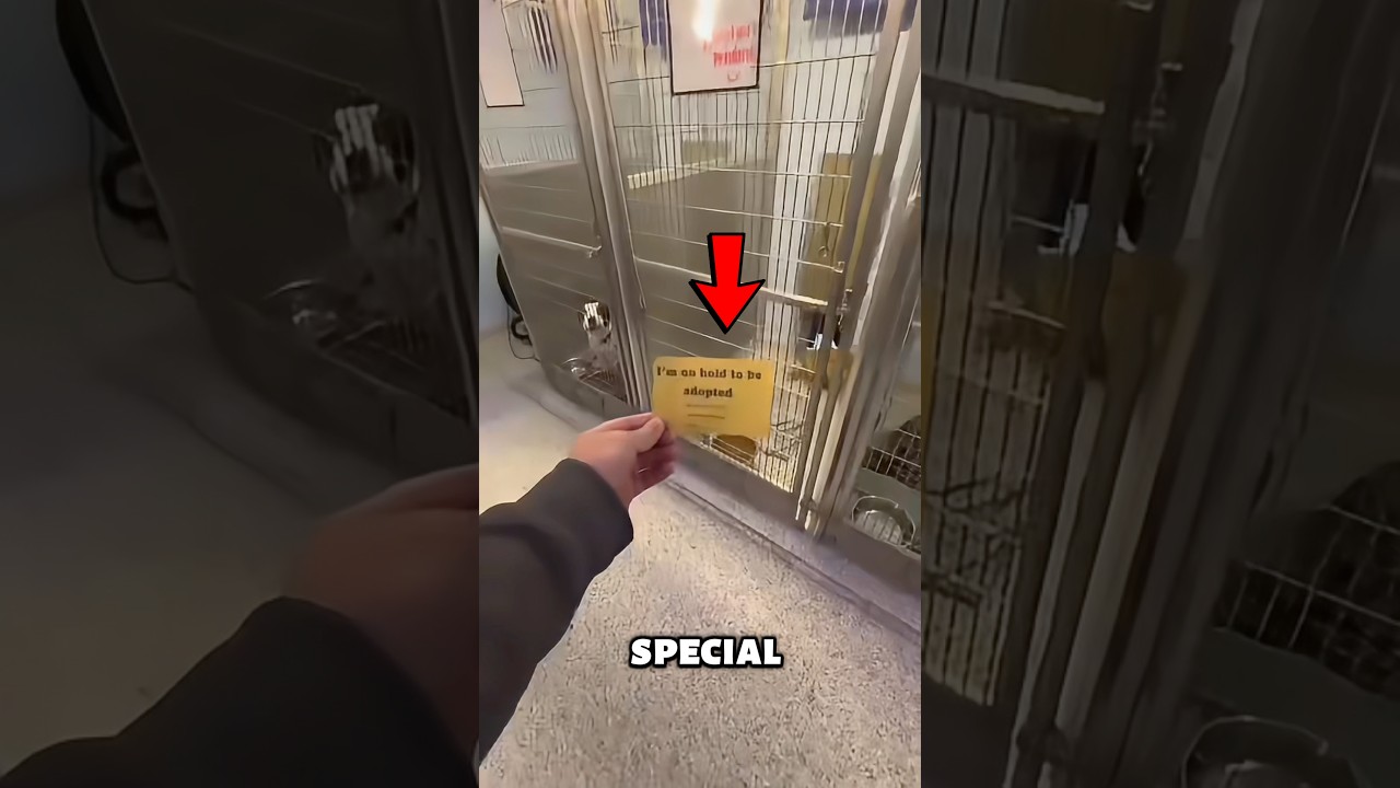 La conmovedora reacción de un perro al saberse adoptado