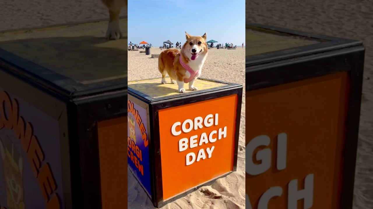 El increíble fenómeno detrás de la invasión Corgi en la costa