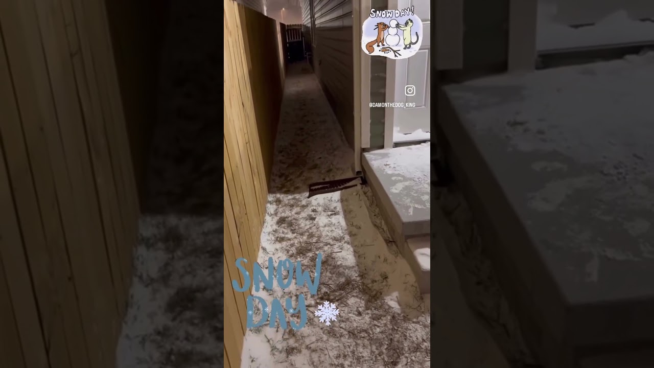 La inesperada reacción de un Pequinés al pisar la nieve