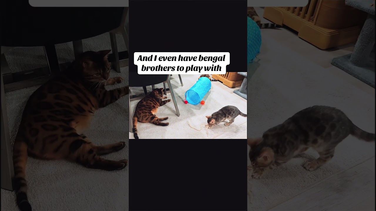 El fascinante destino del exótico gato Bengalí azul