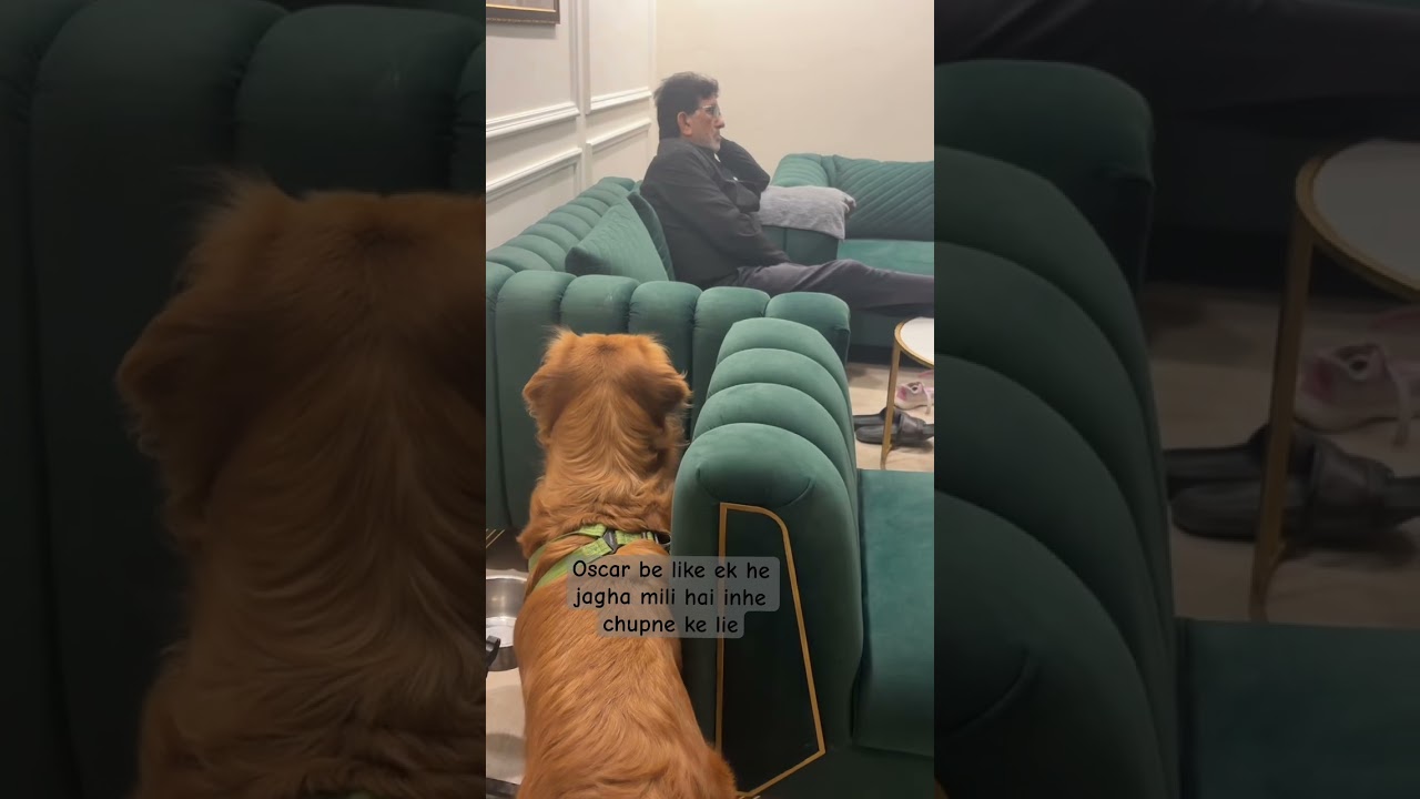 El tierno Golden Retriever que conquistó las redes sociales