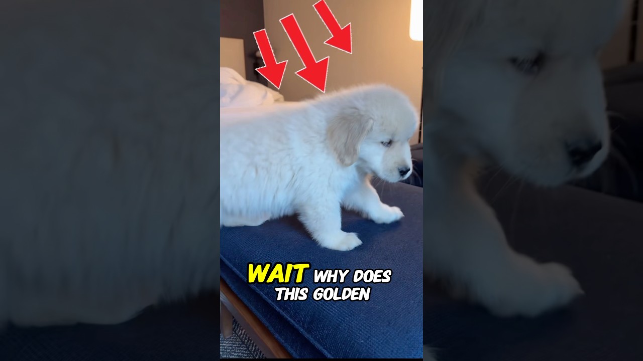 La increíble fiebre viral por los cachorros Golden Retriever