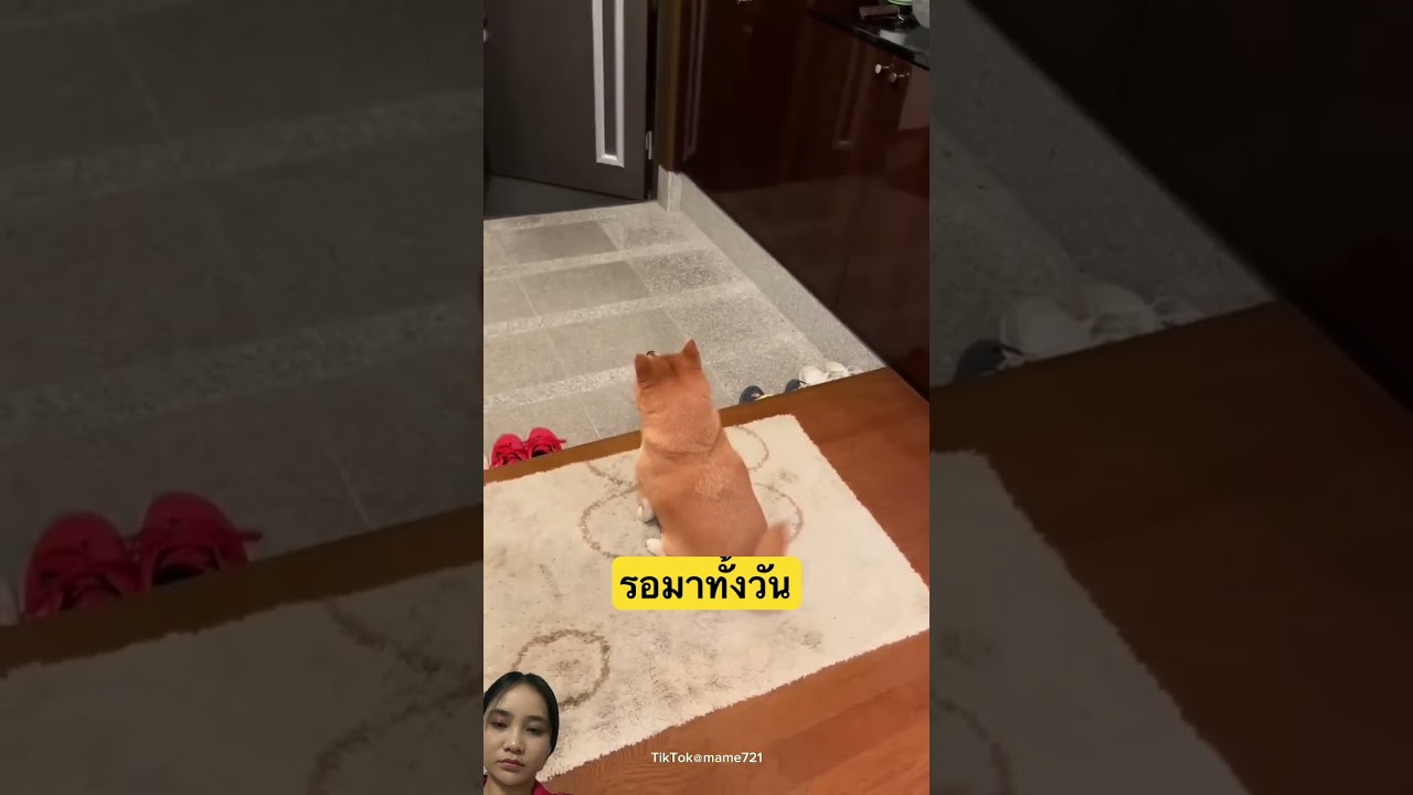 La asombrosa paciencia del Shiba Inu: Lealtad sin límites