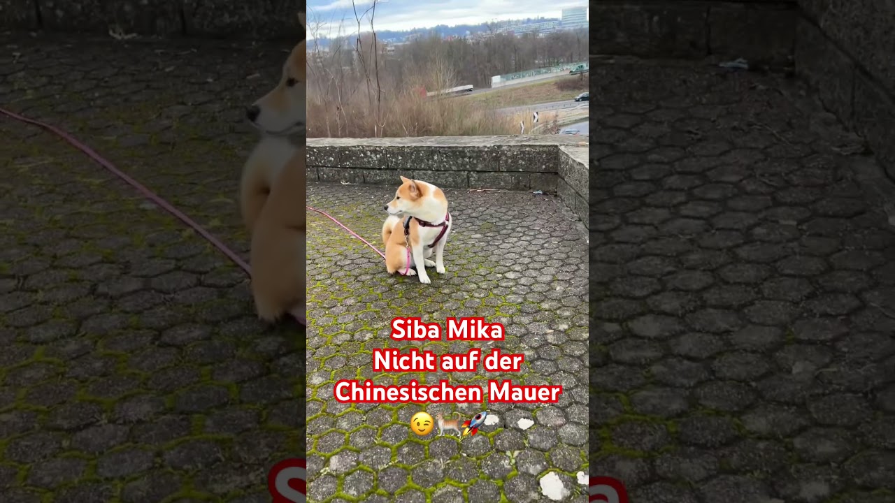 El fascinante secreto detrás del curioso Shiba Inu
