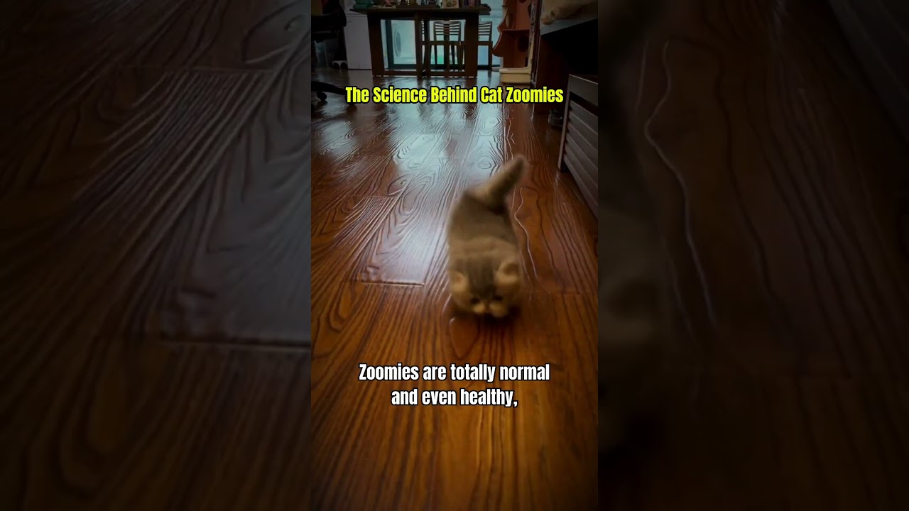 El increíble origen científico de las carreras de tu gato