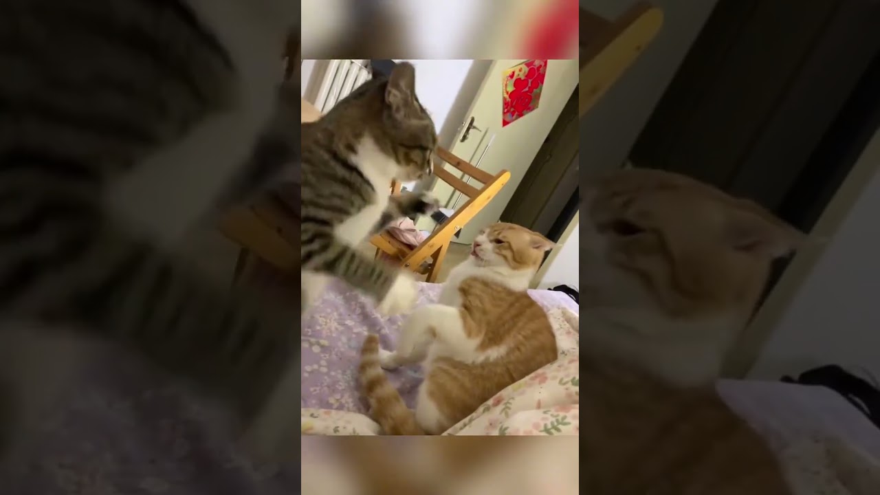 fallkitten3: Life with two cats #catlovers #cat #kitten
