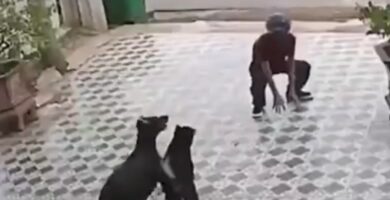 Evita ataque de perros