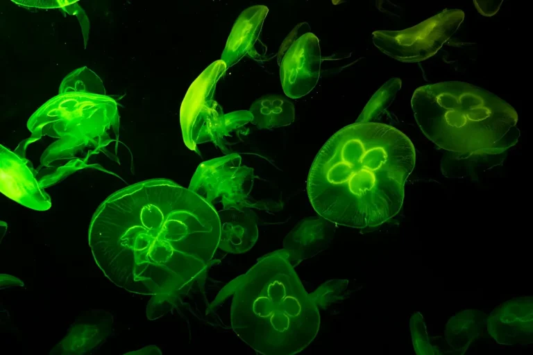 - La bioluminiscencia en peces de acuario: cómo cuidar de estas criaturas únicas.