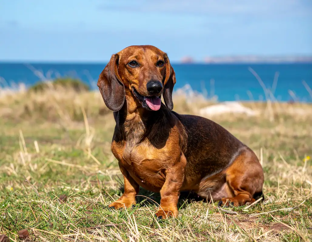 Valerie, perrita rescatada tras 18 meses sola en Kangaroo Island